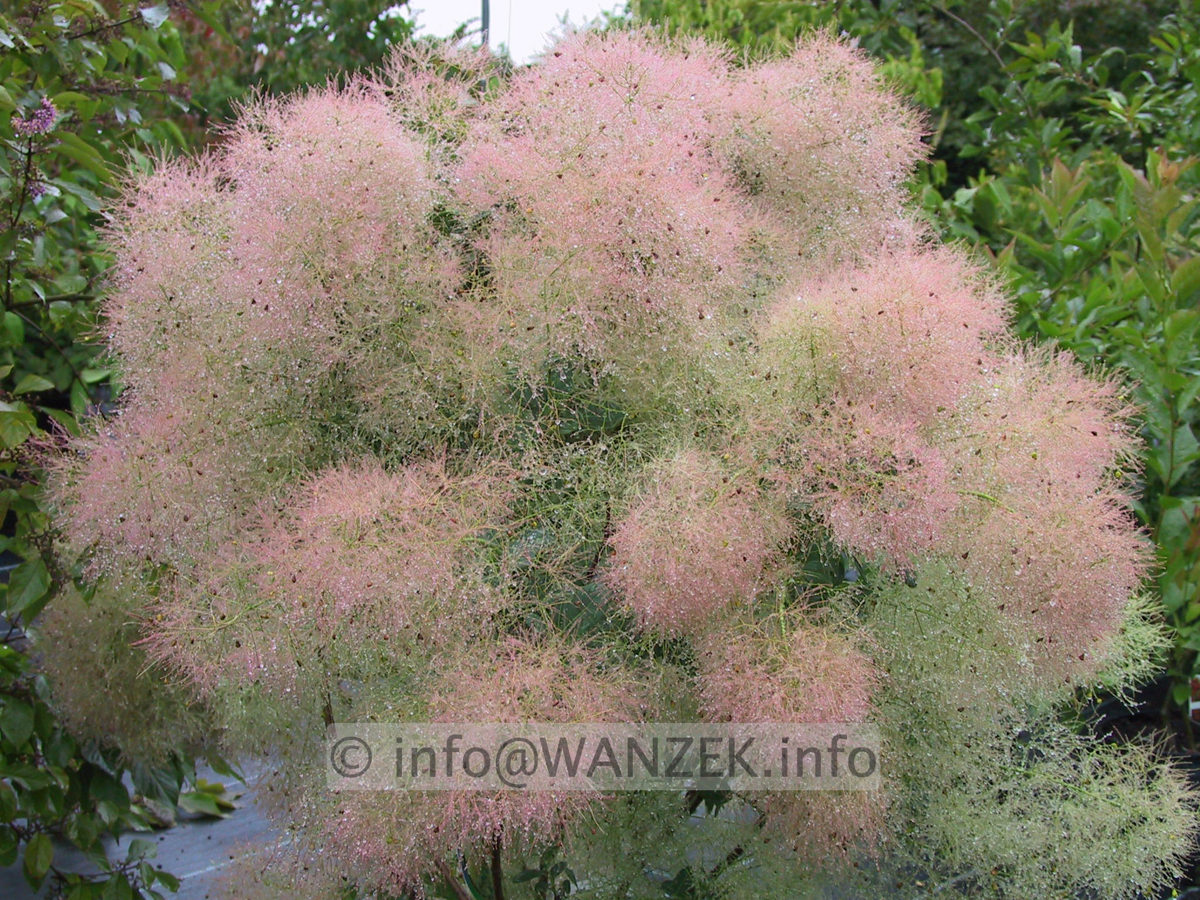 Cotinus coggygria Young Lady - Blueten1.JPG